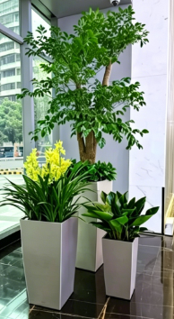 鄞州绿植租摆合作安全使用指南，必看收藏